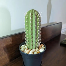 Load image into Gallery viewer, Large Cactus Toothpick Holder &amp; Dispenser | Plant Nature Decor - 1 Pc